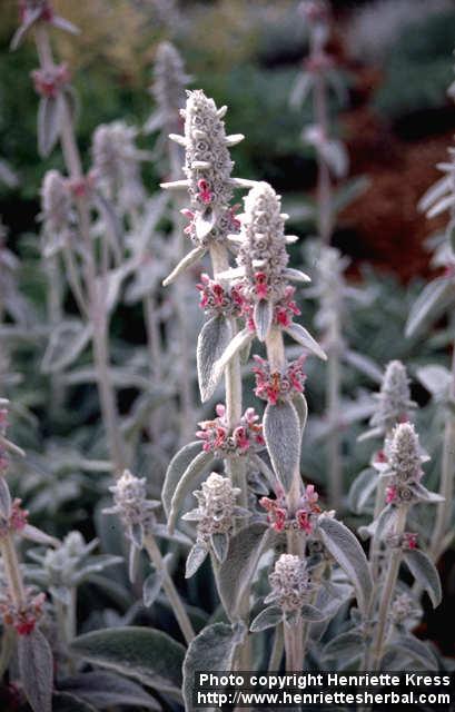 Photo: Stachys byzantina 2.