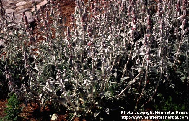 Photo: Stachys byzantina.