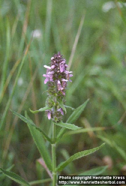 Photo: Stachys palustris 2.