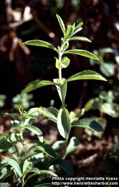 Photo: Stevia rebaudiana 3.