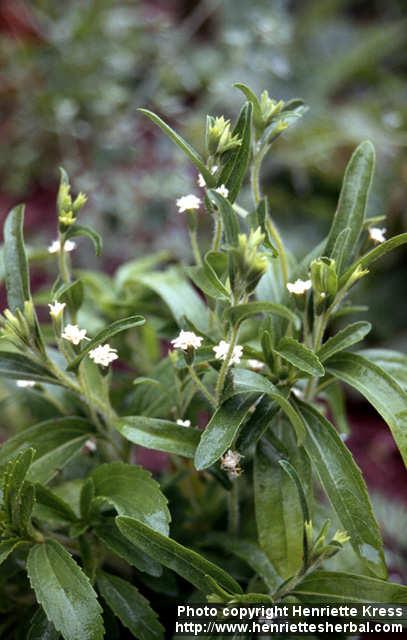 Photo: Stevia rebaudiana 8.