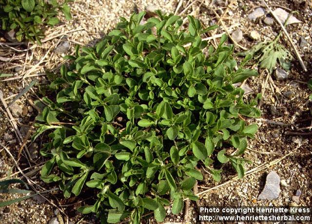 Photo: Stevia rebaudiana.