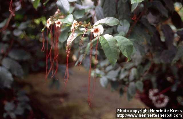 Photo: Strophanthus preussii.