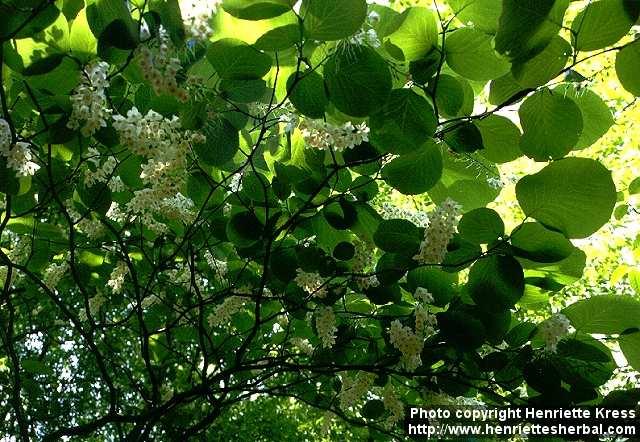 Photo: Styrax obassia 2.