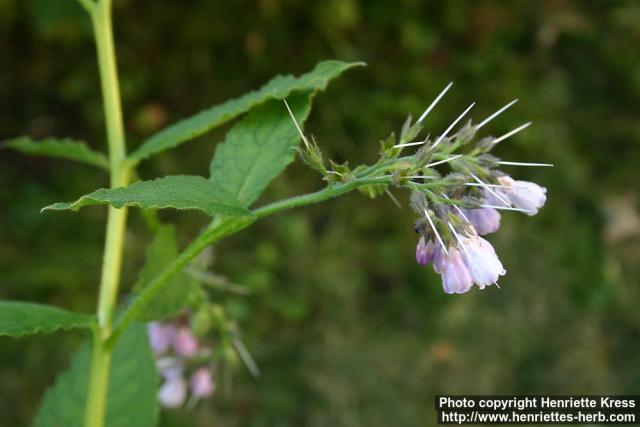 Photo: Symphytum officinale 9.