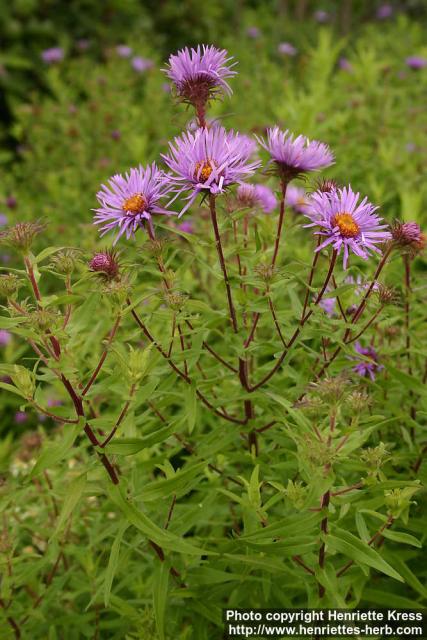 Photo: Symphyotrichum novae angliae 4.