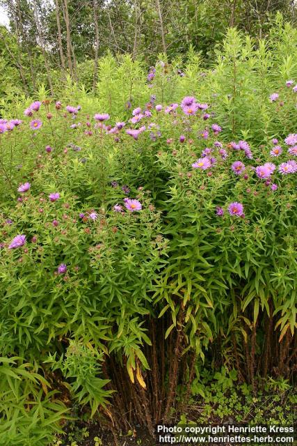 Photo: Symphyotrichum novae angliae 6.