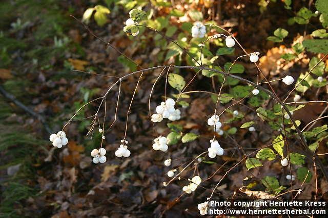 Photo: Symphoricarpos albus 2.