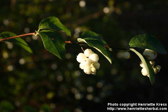 Photo: Symphoricarpos albus 3.