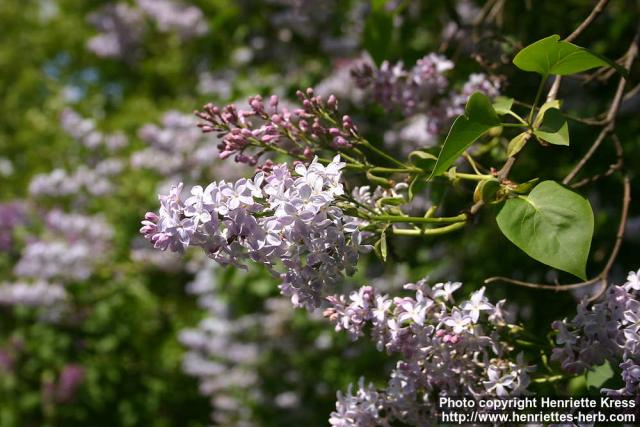 Photo: Syringa vulgaris 6.