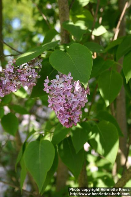 Photo: Syringa vulgaris 7.