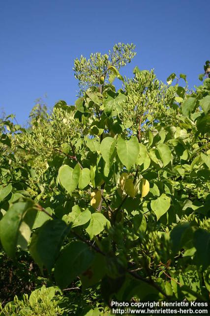 Photo: Syringa reticulata 1.