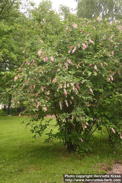 Photo: Syringa x prestoniae.