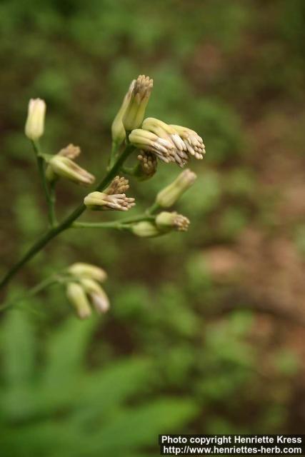 Photo: Syneilesis palmata 1.