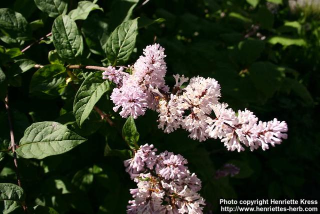 Photo: Syringa josikaea 2.