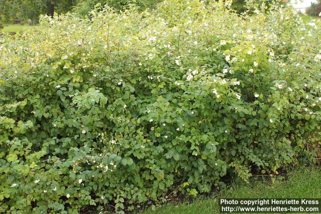 Photo: Symphoricarpos albus 9.