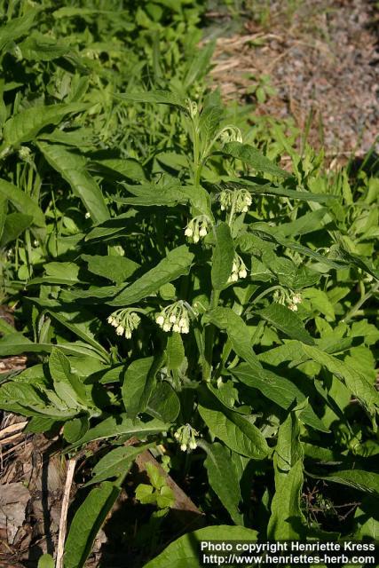 Photo: Symphytum officinale 12.