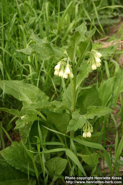 Photo: Symphytum officinale 15.