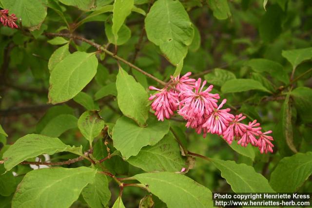 Photo: Syringa x prestoniae 4.