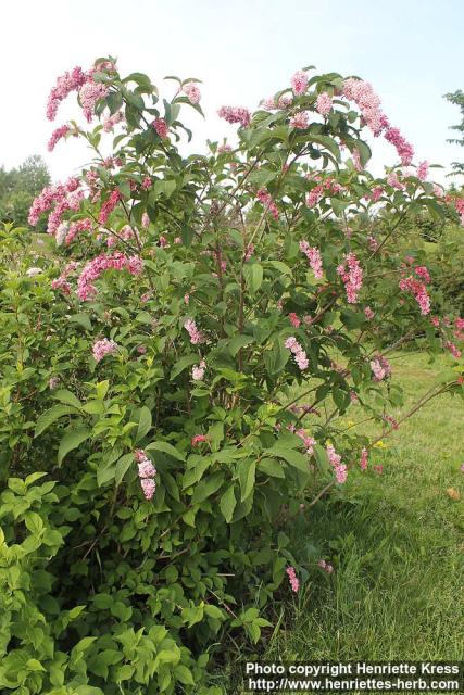 Photo: Syringa x prestoniae 06.