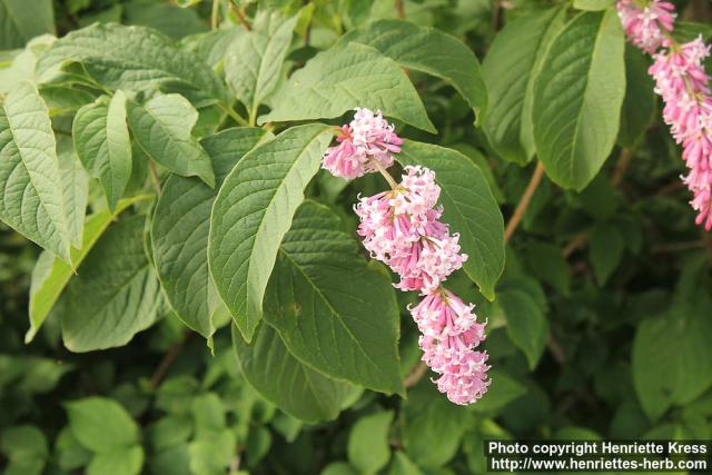 Photo: Syringa x prestoniae 11.