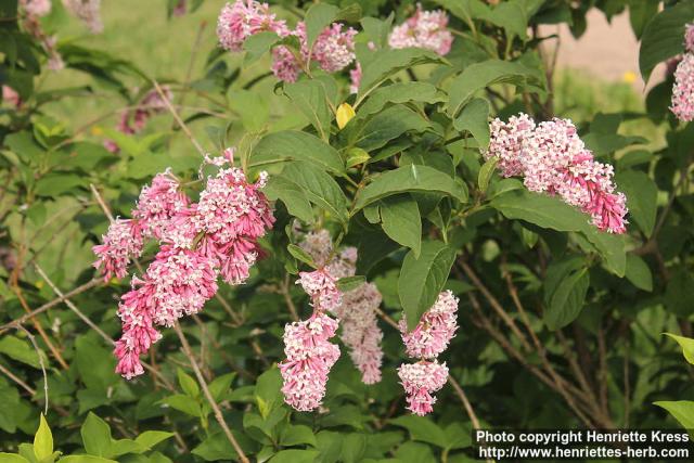 Photo: Syringa x prestoniae 12.