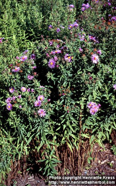 Photo: Symphyotrichum novae angliae 1.