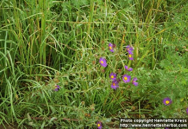 Photo: Symphyotrichum novae angliae.