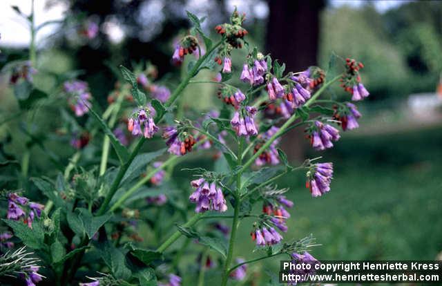 Photo: Symphytum asperum 3.