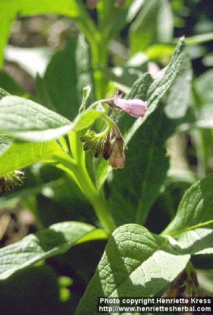 Photo: Symphytum officinale 1.