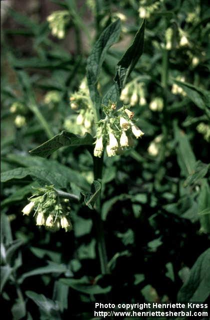 Photo: Symphytum officinale 2.