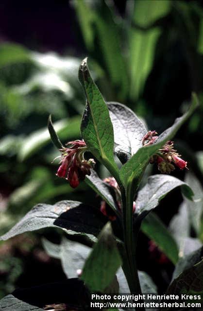 Photo: Symphytum officinale 4.