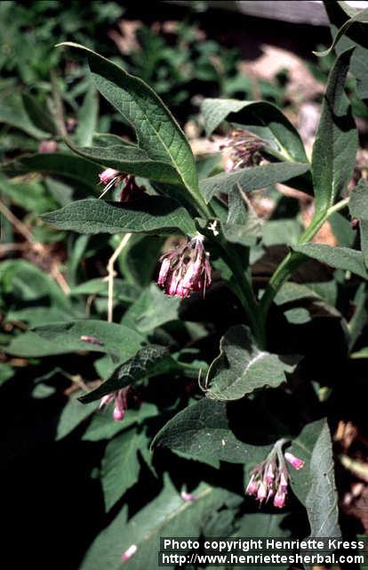 Photo: Symphytum officinale 5.