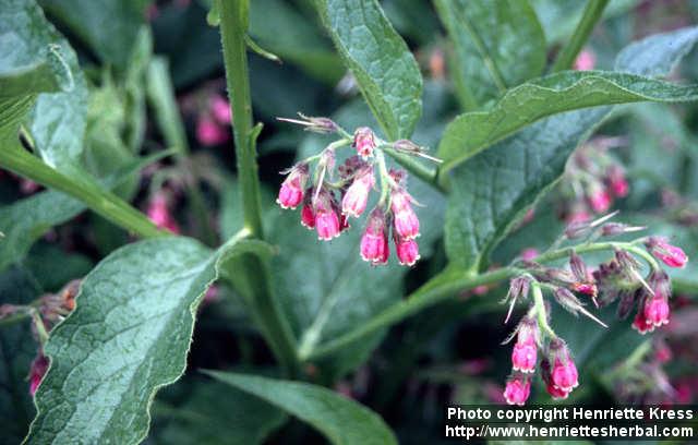 Photo: Symphytum officinale 7.