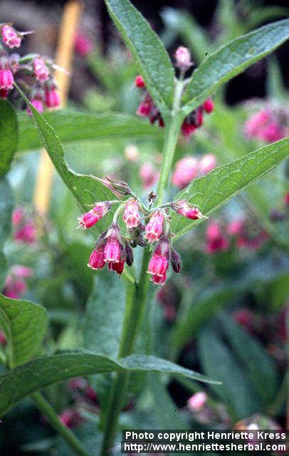 Photo: Symphytum officinale 8.