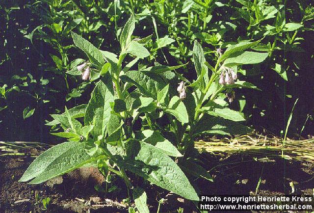 Photo: Symphytum officinale.