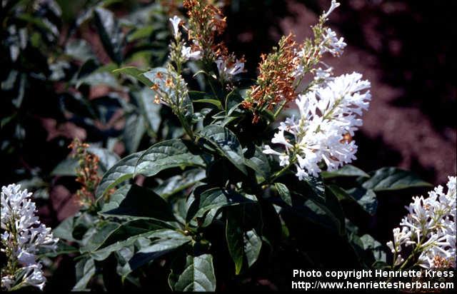 Photo: Syringa josikaea 1.