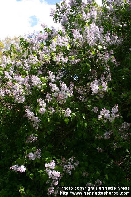 Photo: Syringa vulgaris 3.