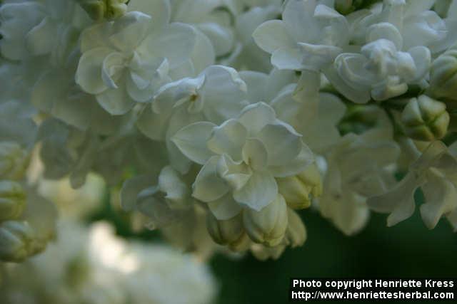 Photo: Syringa vulgaris 9.