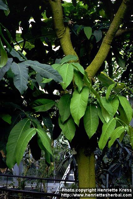 Photo: Syzygium samarangense 2.