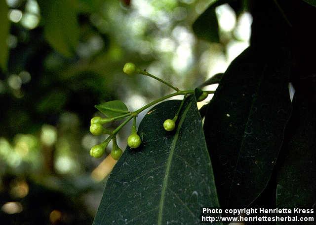 Photo: Syzygium samarangense 3.