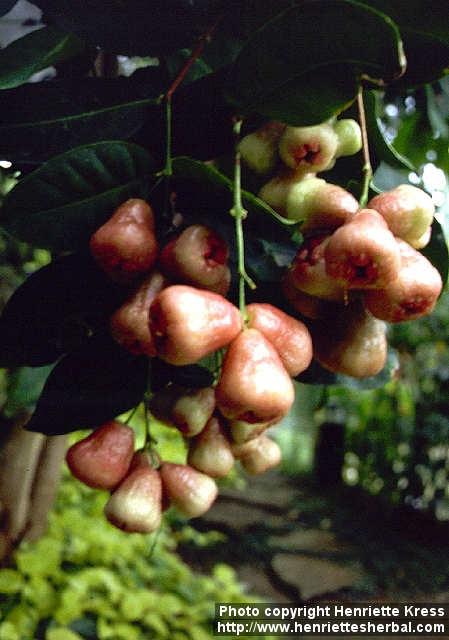 Photo: Syzygium samarangense.