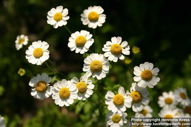 Photo: Tanacetum parthenium 13.