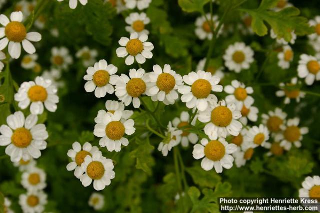 Photo: Tanacetum parthenium 16.