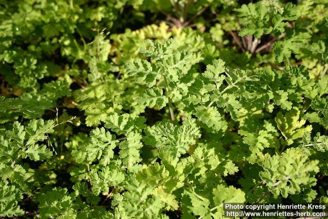 Photo: Tanacetum parthenium 17.