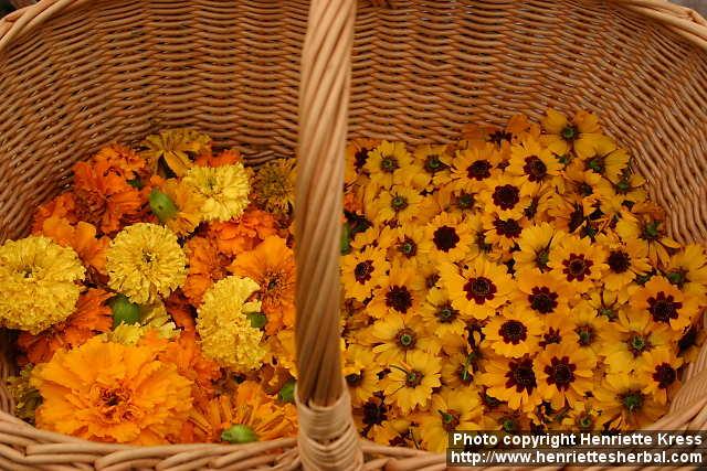 Photo: Coreopsis tinctoria 12.