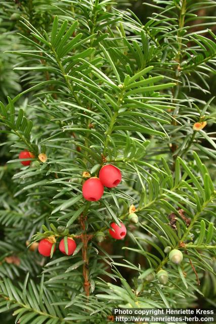 Photo: Taxus baccata 2.