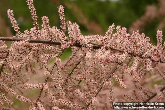 Photo: Tamarix parviflora 2.