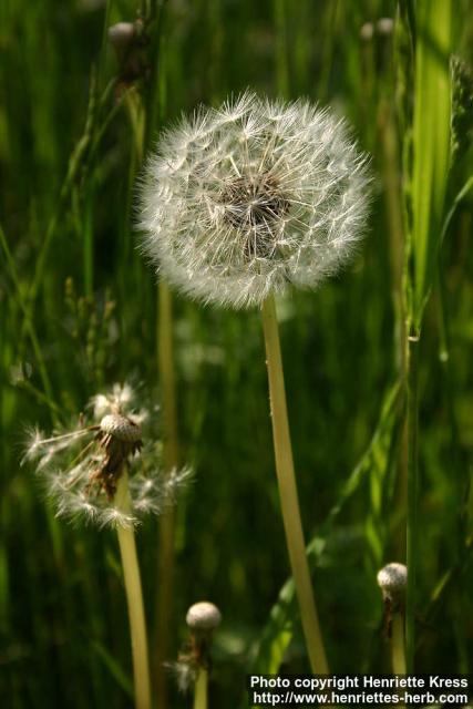 Photo: Taraxacum officinale 17.