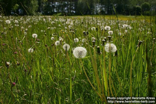 Photo: Taraxacum officinale 19.